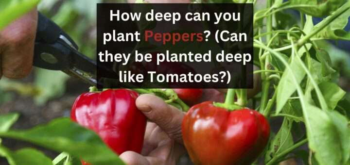 How deep can you plant Peppers? (Can they be planted deep like Tomatoes?)