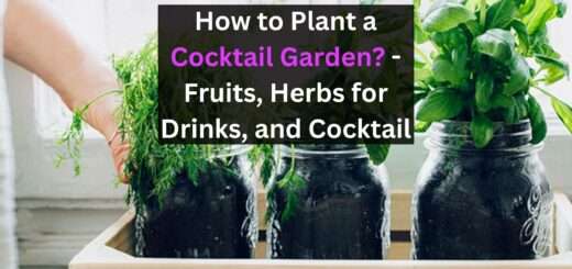 How to Plant a Cocktail Garden? - Fruits, Herbs for Drinks, and Cocktail