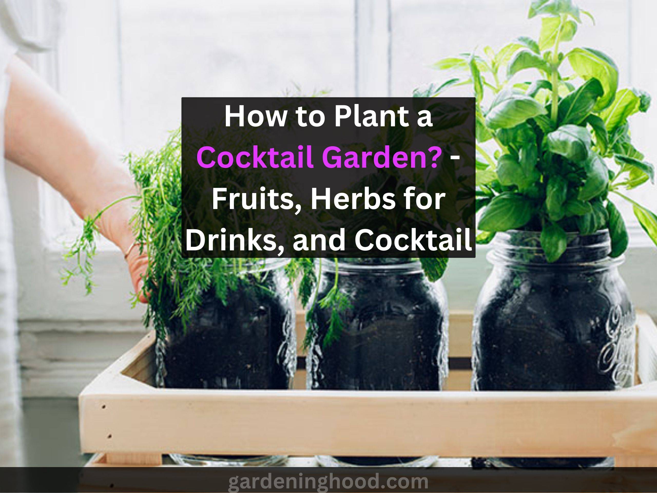How to Plant a Cocktail Garden? - Fruits, Herbs for Drinks, and Cocktail