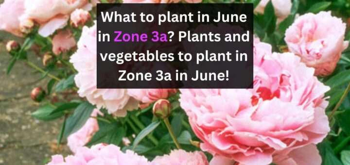 What to plant in June in Zone 3a? Plants and vegetables to plant in Zone 3a in June!