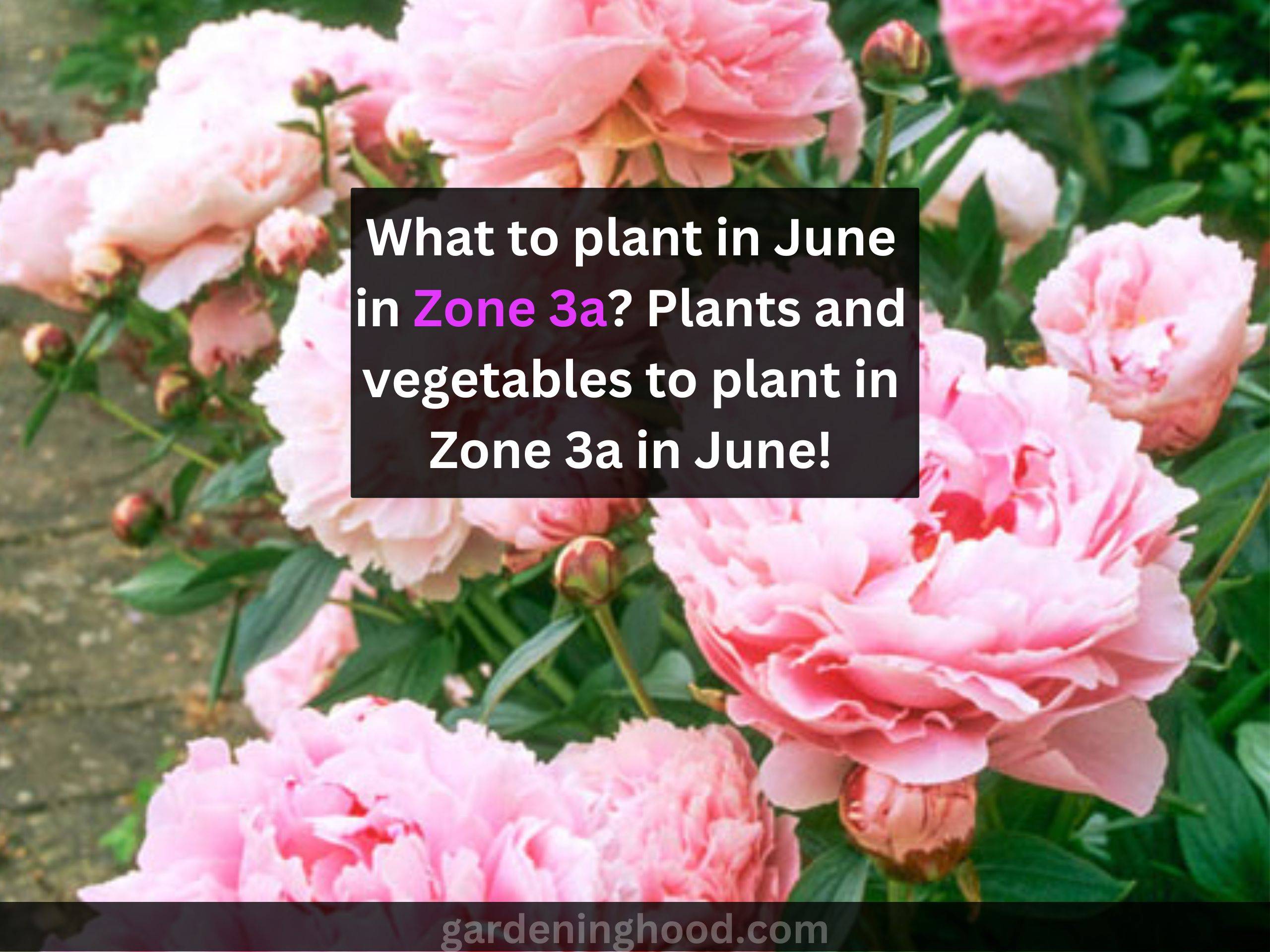What to plant in June in Zone 3a? Plants and vegetables to plant in Zone 3a in June!