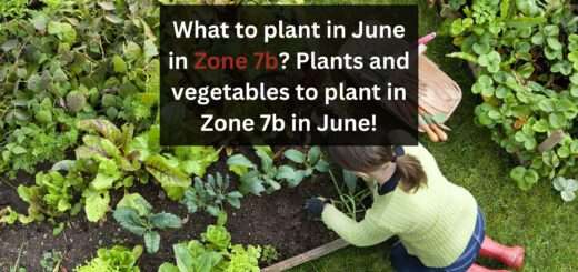 What to plant in June in Zone 7b? Plants and vegetables to plant in Zone 7b in June!