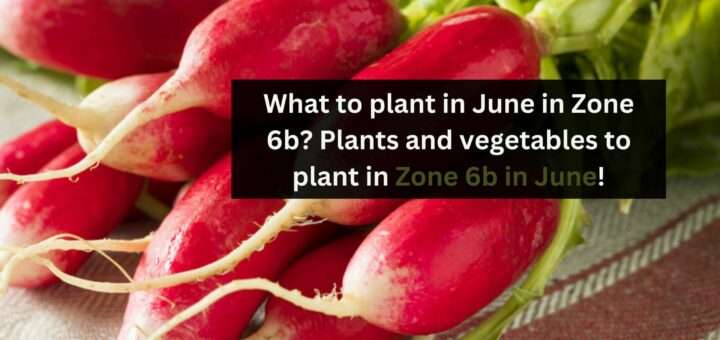 What to plant in June in Zone 6b? Plants and vegetables to plant in Zone 6b in June!