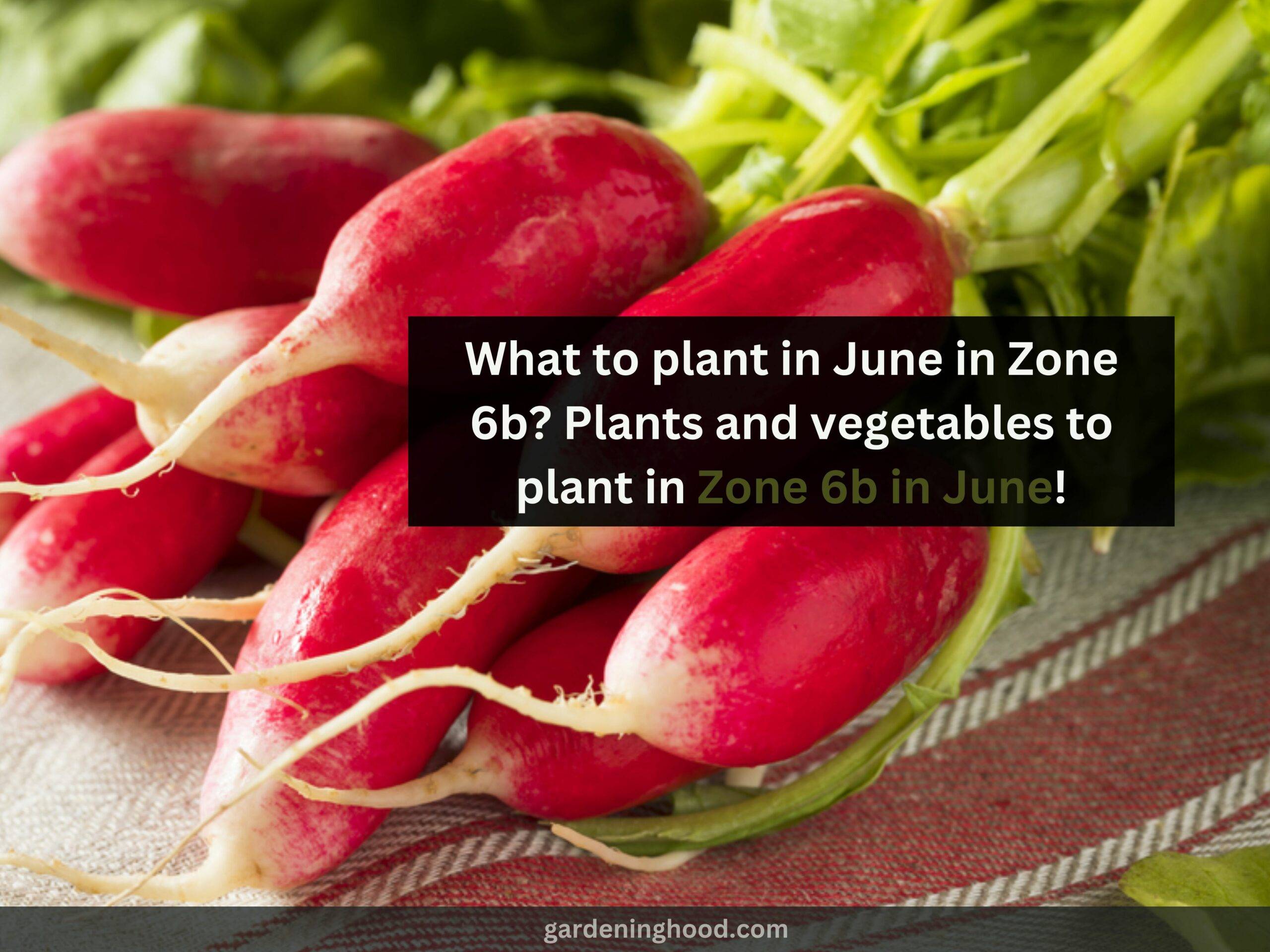 What to plant in June in Zone 6b? Plants and vegetables to plant in Zone 6b in June!