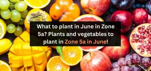 What to plant in June in Zone 5a? Plants and vegetables to plant in Zone 5a in June!