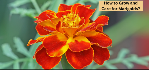 How to Grow and Care for Marigolds? (A Full Guide) 