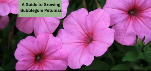 A Guide to Growing Bubblegum Petunias (grow and care tips)