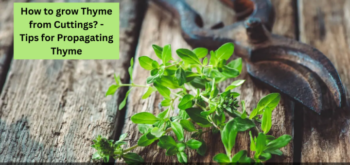 How to grow Thyme from Cuttings? - Tips for Propagating Thyme 