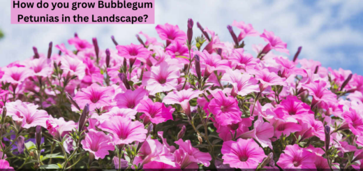 How do you grow Bubblegum Petunias in the Landscape?