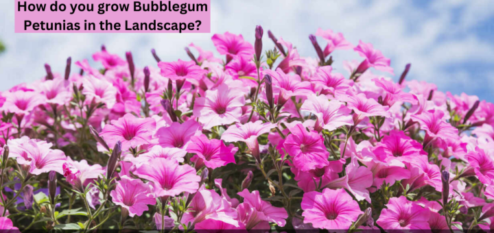 How do you grow Bubblegum Petunias in the Landscape?