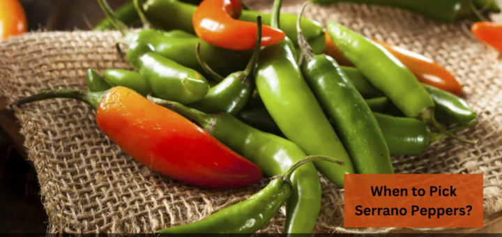 When to Pick Serrano Peppers? - The best time to Harvest them! 