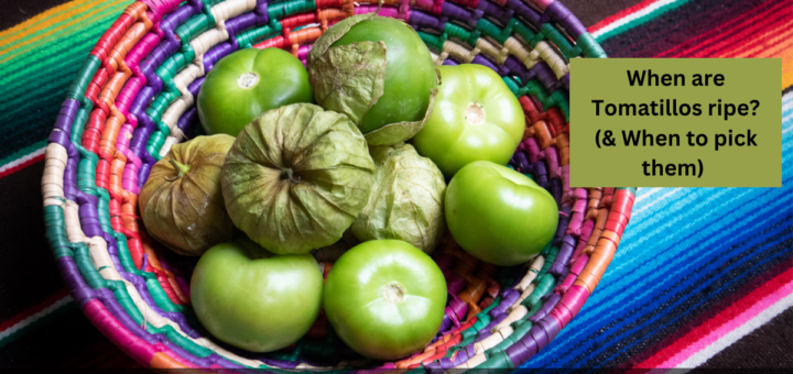 When are Tomatillos ripe? (& When to pick them) 