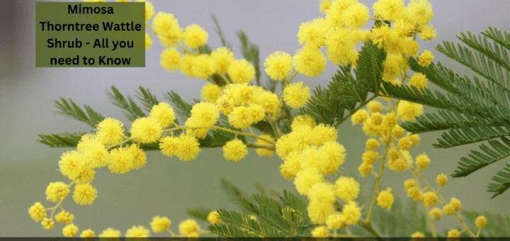 Mimosa Thorntree Wattle Shrub - All you need to Know