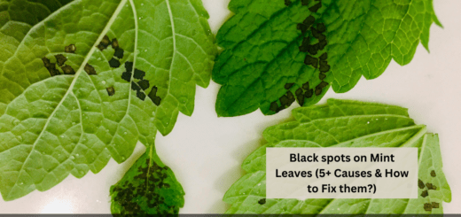 Black spots on Mint Leaves (5+ Causes & How to Fix them?)