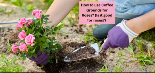 How to use Coffee Grounds for Roses? (Is it good for roses?) 