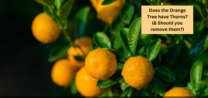 Does the Orange Tree have Thorns? (& Should you remove them?)