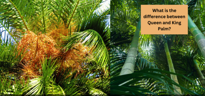 What is the difference between Queen and King Palm?