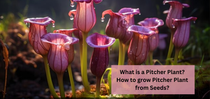 What is a Pitcher Plant? - How to grow Pitcher Plant from Seeds?