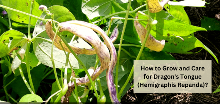 How to Grow and Care for Dragon's Tongue (Hemigraphis Repanda)?