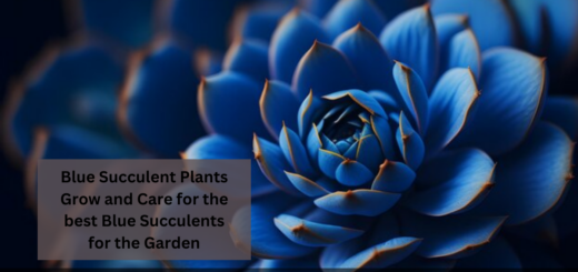 Blue Succulent Plants - Grow and Care for the best Blue Succulents for the Garden