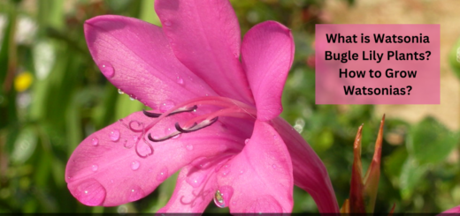 watsonia bugle lily plants