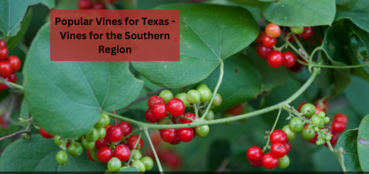Popular Vines for Texas - Vines for the Southern Region