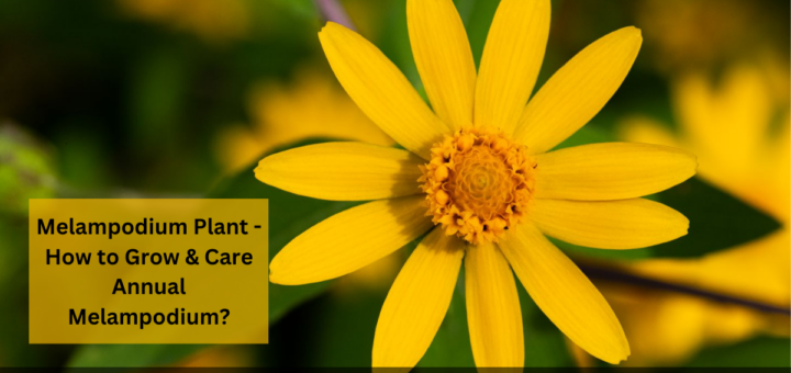 Melampodium Plant - How to Grow & Care Annual Melampodium?