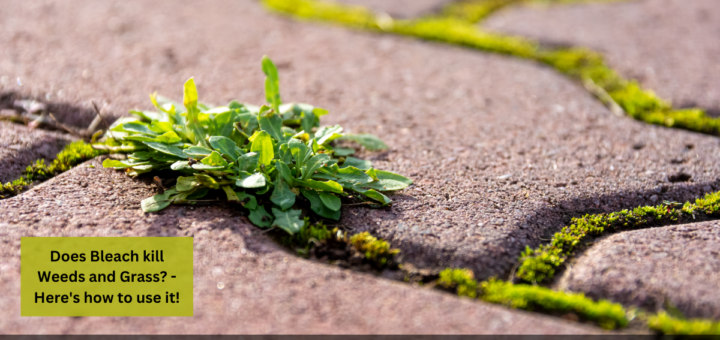 Does Bleach kill Weeds and Grass? - Here's how to use it!