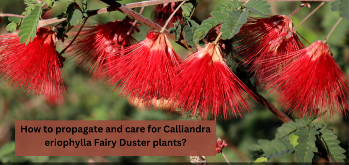 Fairy Duster Plants - How to propagate and care for Calliandra eriophylla Fairy Duster plants?