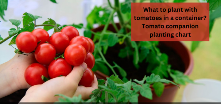 What to plant with tomatoes in a container? - Tomato companion planting chart