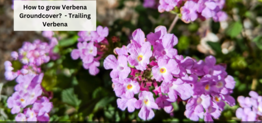 How to grow Verbena Groundcover? - Best Verbena for Groundcover - Trailing Verbena