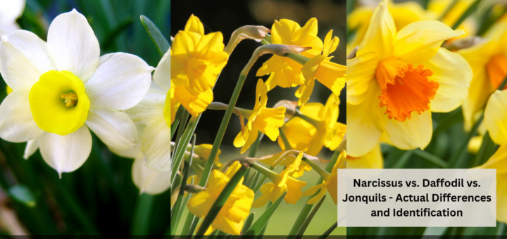 Narcissus vs. Daffodil vs. Jonquils - Actual Differences and Identification