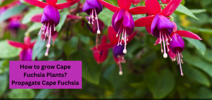 How to grow Cape Fuchsia Plants? - Propagate Cape Fuchsia