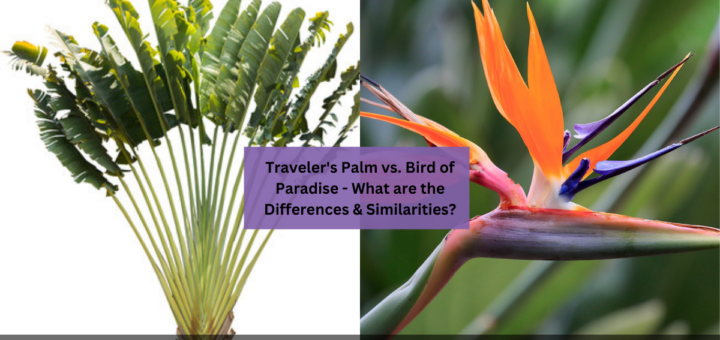 Traveler's Palm vs. Bird of Paradise - What are the Differences & Similarities?