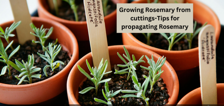 Growing Rosemary from cuttings - Tips for propagating Rosemary