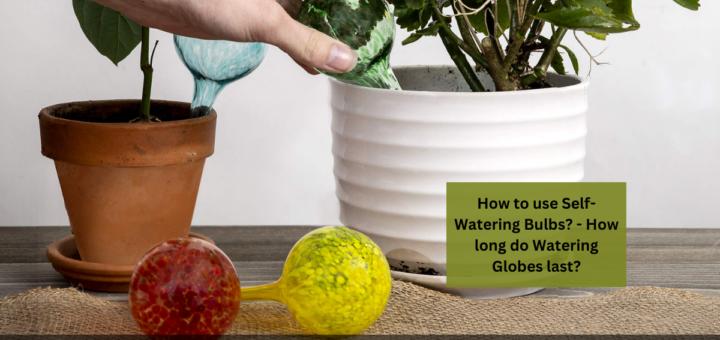 How to use Self-Watering Bulbs? - How long do Watering Globes last?