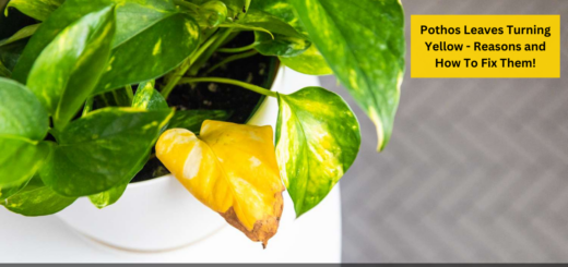 Pothos Leaves Turning Yellow - Reasons and How To Fix Them!