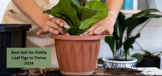 Best Soil for Fiddle Leaf Figs to Thrive 2024