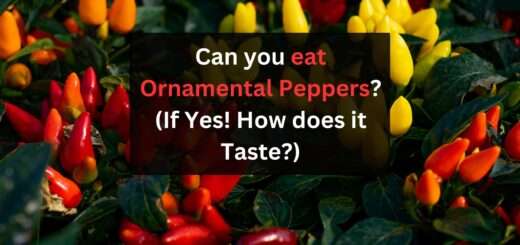 Can you eat Ornamental Peppers? (If Yes! How does it Taste?)