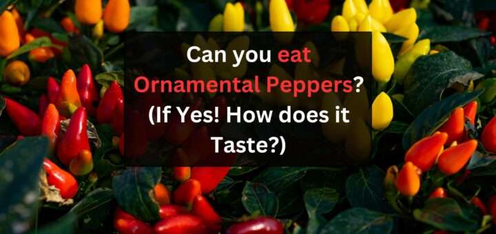 Can you eat Ornamental Peppers? (If Yes! How does it Taste?)