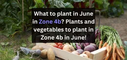 What to plant in June in Zone 4b? Plants and vegetables to plant in Zone 4b in June!