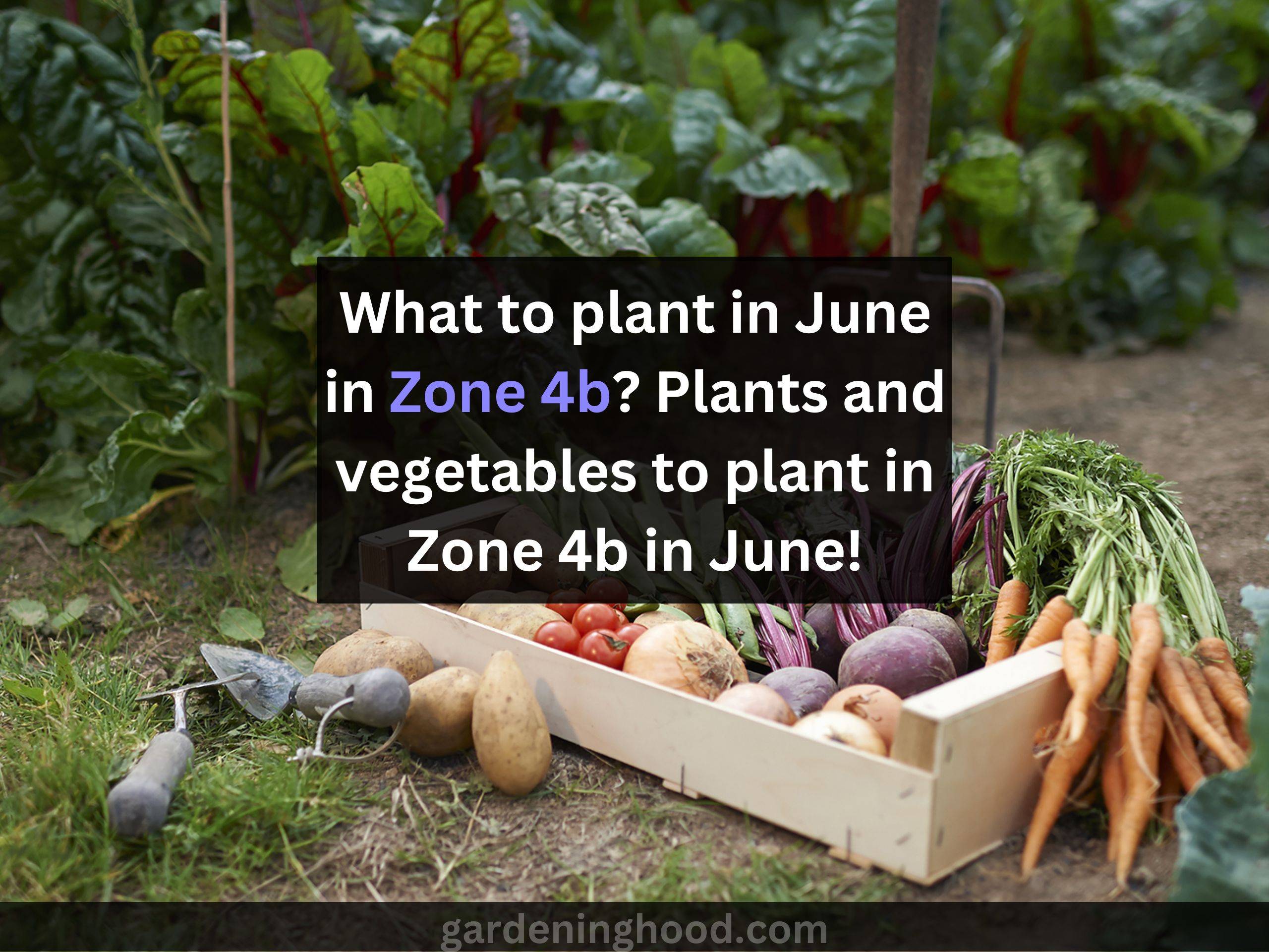 What to plant in June in Zone 4b? Plants and vegetables to plant in Zone 4b in June!