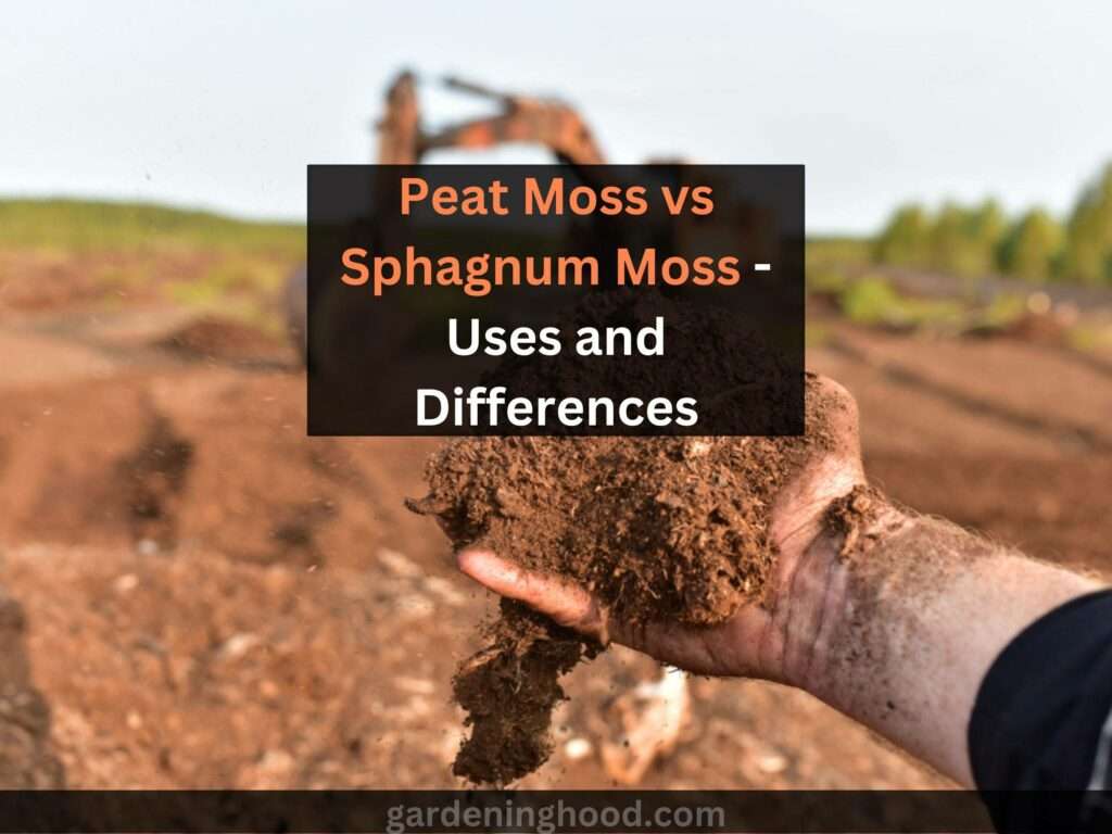 Peat Moss vs Sphagnum Moss - Uses and Differences