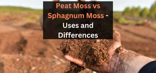 Peat Moss vs Sphagnum Moss - Uses and Differences