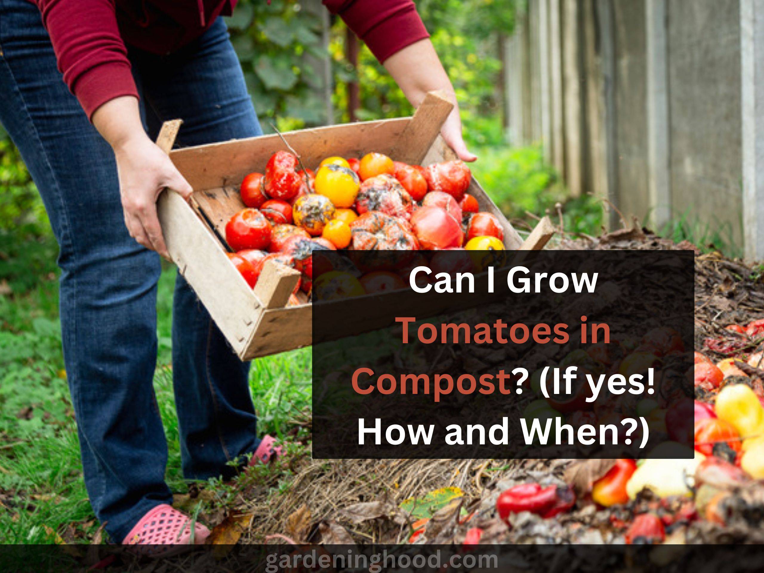 Can I Grow Tomatoes in Compost? (If yes! How and When?)