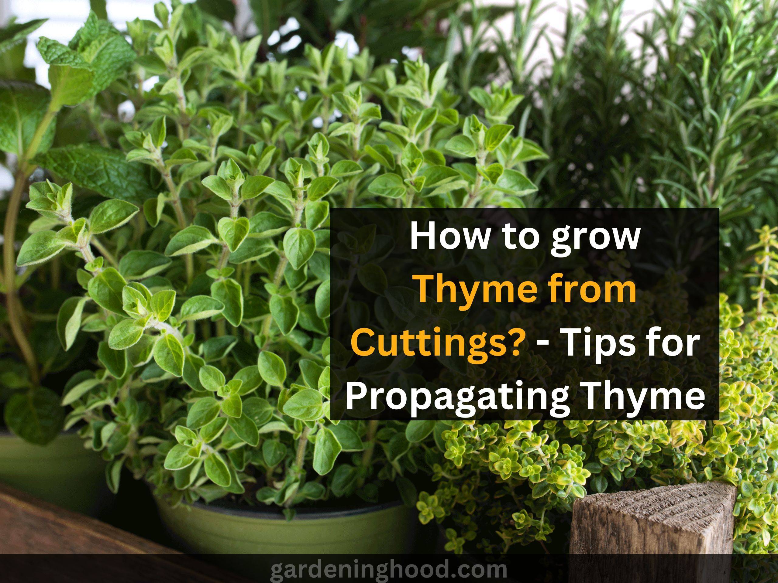 How to grow Thyme from Cuttings? - Tips for Propagating Thyme 