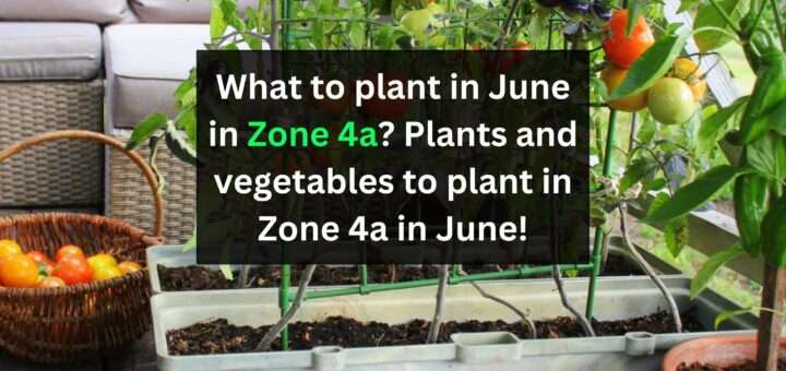 What to plant in June in Zone 4a? Plants and vegetables to plant in Zone 4a in June!