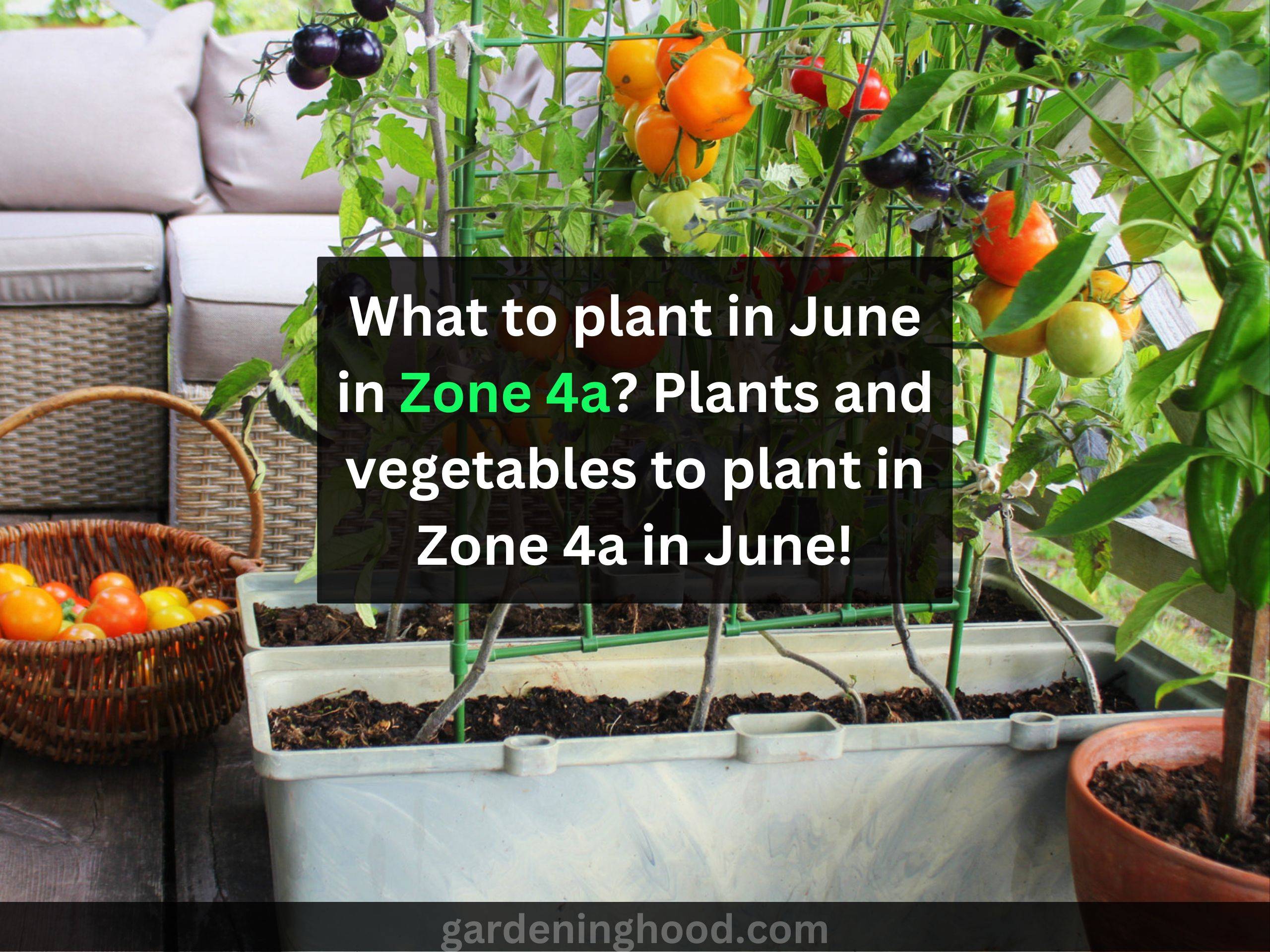 What to plant in June in Zone 4a? Plants and vegetables to plant in Zone 4a in June!