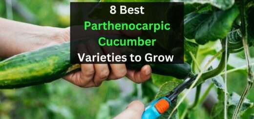 8 Best Parthenocarpic Cucumber Varieties to Grow (Self-Pollinating)