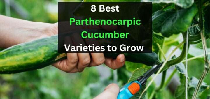 8 Best Parthenocarpic Cucumber Varieties to Grow (Self-Pollinating)